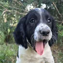 Giles - Black and white male English Springer Spaniel puppy in Palisade, Colorado from Bigfoot's Kennel