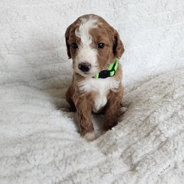 Bright Green - Apricot female Goldendoodle puppy in Cumming, Georgia from Chattahoochee Kennels