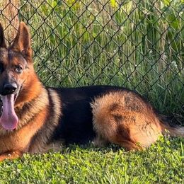 Duke - German Shepherd