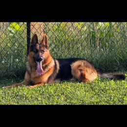 Duke - German Shepherd
