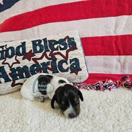 Daisy Black pie smooth girl - Piebald female Dachshund puppy in Herald, California from Bluegum Dachshunds