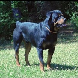 Pookie - Rottweiler