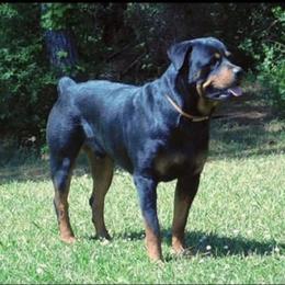 Pookie - Rottweiler