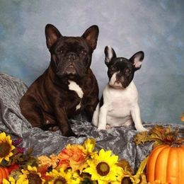 Bullmastiffs and French Bulldogs from DosMartinos, LLC