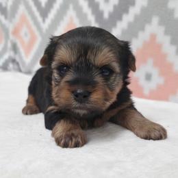 Ebony - Blue and gold female Yorkshire Terrier puppy in Monticello, Iowa from Ashley’s Puppies