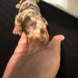 Coco - Dapple female Dachshund puppy in Grass Valley, California from Mis Doxie