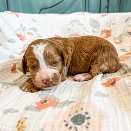 Spencer - Red and white male Cockapoo puppy in Beresford, South Dakota from DAKOTA DOOD RANCH