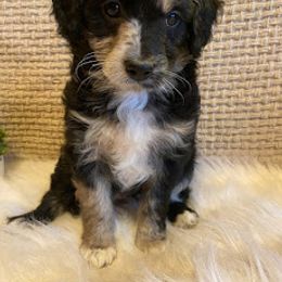 Aussiedoodle, Bernedoodle, and Poodle Puppies from Sis' Doodles & Poodles