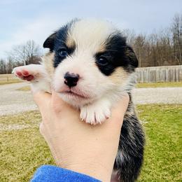 Walrus - Black and tan male Pembroke Welsh Corgi puppy in Ashland, Ohio from SS Australian Shepherds