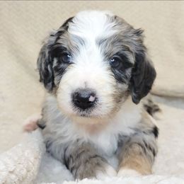 Opal - Merle female Bernedoodle puppy in Shelton, Washington from NW Bernedoodles of Washington
