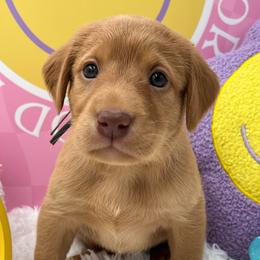 Gray collar - Yellow male Labrador Retriever puppy in Heath Springs, South Carolina from Rich Hill Retrievers