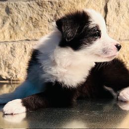 Border Collie Puppies from Stellar Kennels
