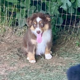 Boy4 - Black tri male Miniature Australian Shepherd puppy in Harmony, North Carolina from Carolina Pride Aussies
