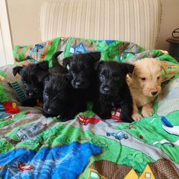 Scottish Terrier Puppies from Schulte Scotties