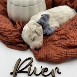 Boy 2 - Parti Goldendoodle puppy in Blanchard, Oklahoma from I Dream of Doodles