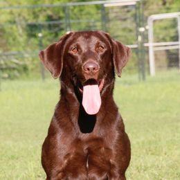 Gus - Labrador Retriever
