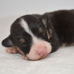 Rowen - Black and tan male Pembroke Welsh Corgi puppy in San Antonio, Texas from Moxxi's Legacy Corgis