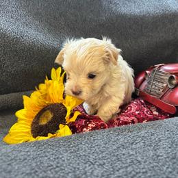 Zoe - White female Morkie puppy in Taylorsville, North Carolina from Mountain Top Hot Tailz