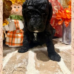 Andy - Black male Goldendoodle puppy in Caddo Mills, Texas from Fire Wife Doodles