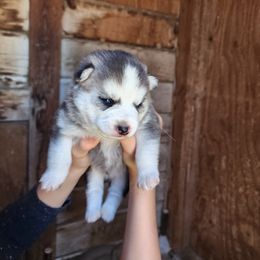 Pomsky Puppies from Pomsky Play-ce