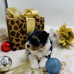 AKC - Scruffy 3000 - Black tan and white male Biewer Terrier puppy in Douglas, Georgia from Heartland small breeds