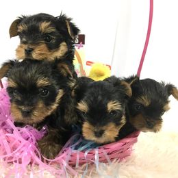Yorkshire Terriers from Pickett Creek Yorkies
