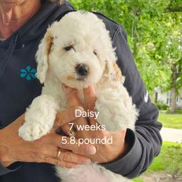 Red collar Loula - Cream female Goldendoodle puppy in Fairmount, Indiana from Capens' Doodles,Poodles and Poo's