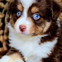 Belle - Red tri female Miniature Australian Shepherd puppy in Ennis, Texas from God’s Little Aussies