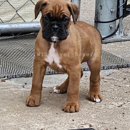 Boxer Puppies from WildRiver Boxers