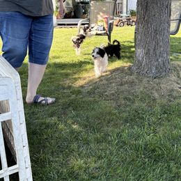 Aussiedoodle, Miniature Australian Shepherd, Poodle, and Toy Australian Shepherd Puppies from Mowry Creek Mini Aussiedoodles and More