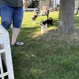 Aussiedoodle, Miniature Australian Shepherd, Poodle, and Toy Australian Shepherd Puppies from Mowry Creek Mini Aussiedoodles and More