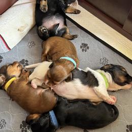 Dachshund Puppies from Mountain Thyme Homestead