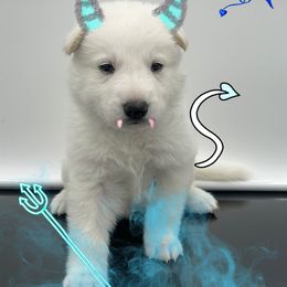 Mr. Blue Collar - White male German Shepherd puppy in Granite City, Illinois from Devon Rugerio's German Shepherds