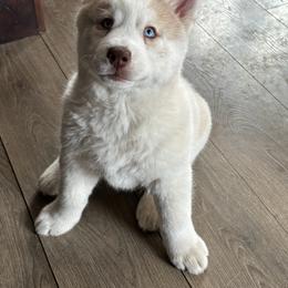 Girl 1 - Burgundy collar - Brown and white female Siberian Husky puppy in Independence, Wisconsin from Hito's Huskies
