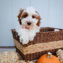 Fawn - Parti female Goldendoodle puppy in Boise, Idaho from Goldendoodle Baby