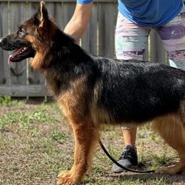 German Shepherds from Von Freimeier Kennels