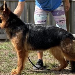 German Shepherds from Von Freimeier Kennels