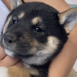Shiba Inu from GBs Shiba Inu's