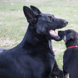 German Shepherd Puppies from Bmeerhuis German Shepherds