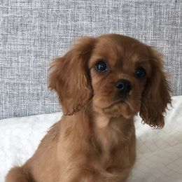 Cavalier King Charles Spaniels from StackBright Cavaliers