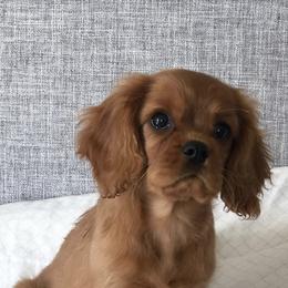 Cavalier King Charles Spaniels from StackBright Cavaliers