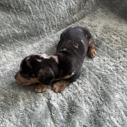 Girl 1 - Dapple female Dachshund puppy in Saint Jo, Texas from Reeves Dashing-Hounds