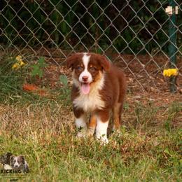 RTF 1 - Red tri-color female Australian Shepherd puppy in Rutledge, Tennessee from Kicking K Australian Shepherds
