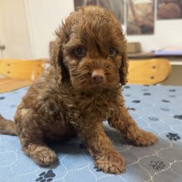 Fred - Red male Cockapoo puppy in Sheridan, Missouri from Shepherdsfold’s Cockapoos