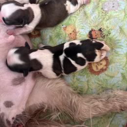Girl Honey 1 - Gold and white female Shih Tzu puppy in Madras, Oregon from Maridee’s ShihTzu