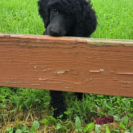 Poodle Puppies from Floyd B Poodle