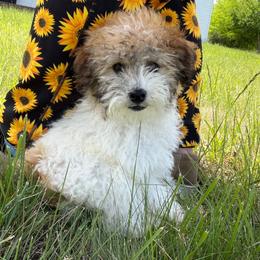 Bruno - Sable male Poodle puppy in Hopkins, Missouri from Mowry Creek Mini Aussiedoodles and More