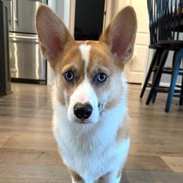 Rusty - American Corgi