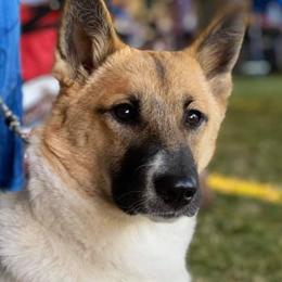 Canaan Dogs from Heritage Canaan Dogs / M Haney Ranch