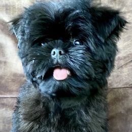 Boy 1 - Black male Affenpinscher puppy in Oklahoma from Ter’Avalon Kennel